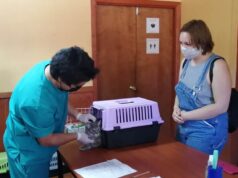 Clínica Veterinaria Municipal de Villarrica al servicio de la comunidad