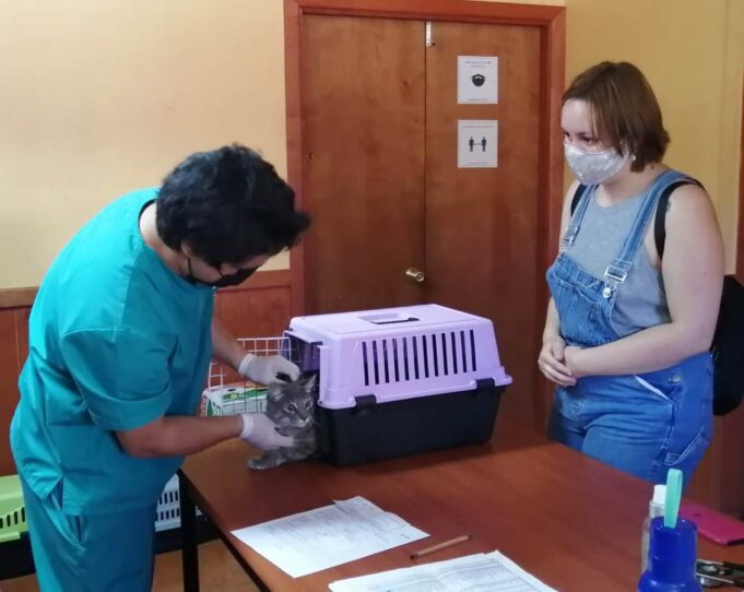 Clínica Veterinaria Municipal de Villarrica al servicio de la comunidad