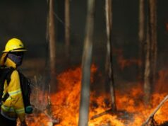 Declaran alerta roja en Purén por incendio forestal