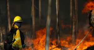 Declaran alerta roja en Purén por incendio forestal