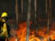 Declaran alerta roja en Purén por incendio forestal