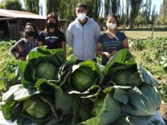 Familia de Pocoyan Funda Cooperativa e Innova con Siembra de Repollos en Toltén