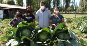 Familia de Pocoyan Funda Cooperativa e Innova con Siembra de Repollos en Toltén