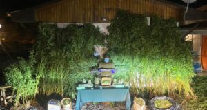 Carabineros del OS-7 Araucanía Decomisa Más De 15 Kilos De Marihuana y Suma 52 Detenidos En Febrero