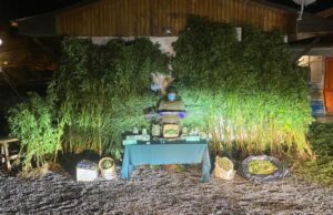 Carabineros del OS-7 Araucanía Decomisa Más De 15 Kilos De Marihuana y Suma 52 Detenidos En Febrero