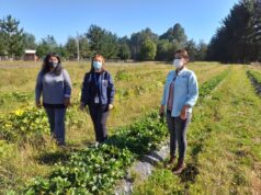 Implementan Estrategia De Proyectos Integrados Para Dar Impulso A Pequeña Agricultura De Gorbea Y Freire