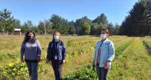 Implementan Estrategia De Proyectos Integrados Para Dar Impulso A Pequeña Agricultura De Gorbea Y Freire