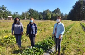 Implementan Estrategia De Proyectos Integrados Para Dar Impulso A Pequeña Agricultura De Gorbea Y Freire