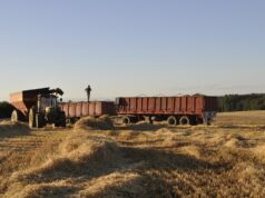 Incierto Panorama De Cosechas De Cereales Para Los Agricultores De La Araucanía
