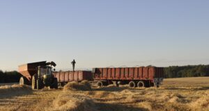 Incierto Panorama De Cosechas De Cereales Para Los Agricultores De La Araucanía