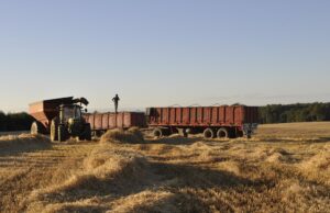 Incierto Panorama De Cosechas De Cereales Para Los Agricultores De La Araucanía