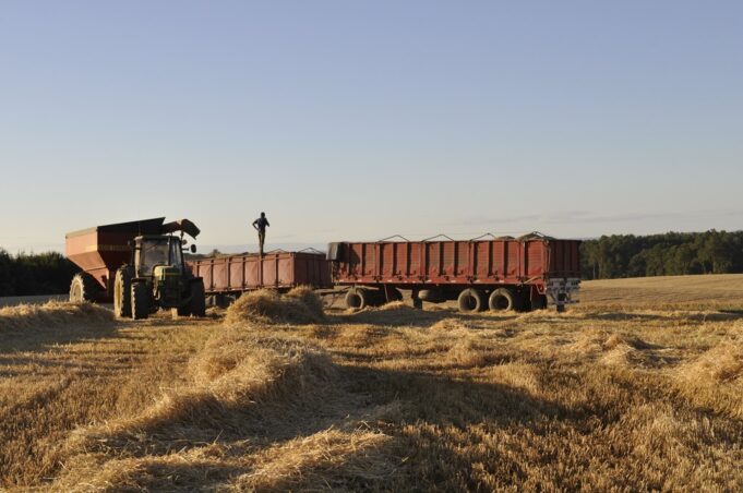 Incierto Panorama De Cosechas De Cereales Para Los Agricultores De La Araucanía