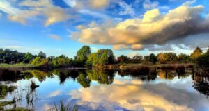 Estudio de ADN Ambiental Identificó 179 Especies en Humedal de Loncoche