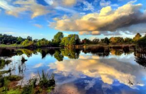 Estudio de ADN Ambiental Identificó 179 Especies en Humedal de Loncoche