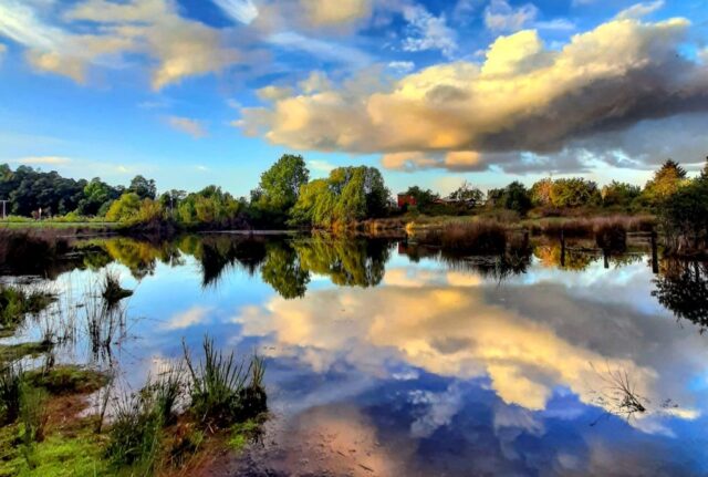 Estudio de ADN Ambiental Identificó 179 Especies en Humedal de Loncoche