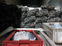 Incautan Alrededor de 9 Toneladas de Pesca Ilegal en La Araucanía