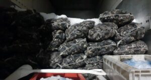 Incautan Alrededor de 9 Toneladas de Pesca Ilegal en La Araucanía