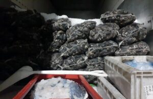 Incautan Alrededor de 9 Toneladas de Pesca Ilegal en La Araucanía