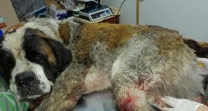 Atropellan Y Maltratan Cruelmente Al Perro De Una Familia De Freire; El Can Murió En Brazos De Su Amo