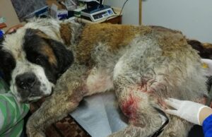 Atropellan Y Maltratan Cruelmente Al Perro De Una Familia De Freire; El Can Murió En Brazos De Su Amo