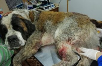Atropellan Y Maltratan Cruelmente Al Perro De Una Familia De Freire; El Can Murió En Brazos De Su Amo
