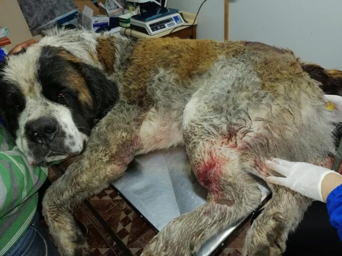 Atropellan Y Maltratan Cruelmente Al Perro De Una Familia De Freire; El Can Murió En Brazos De Su Amo