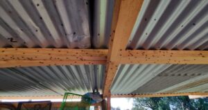 Vecinos de Pitrufquén Afectados por Plaga de Moscas; De debería a una Avícola Ilegal