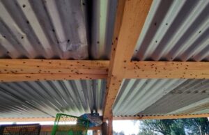 Vecinos de Pitrufquén Afectados por Plaga de Moscas; De debería a una Avícola Ilegal