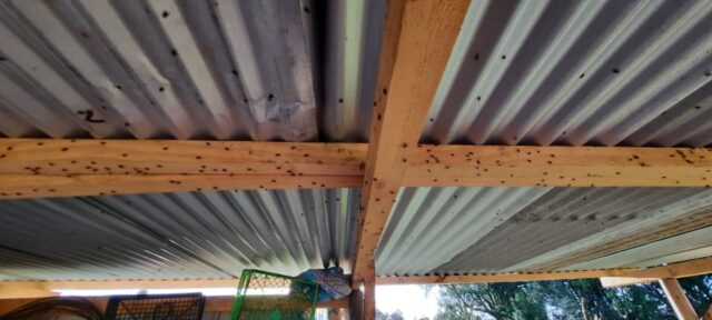 Vecinos de Pitrufquén Afectados por Plaga de Moscas; De debería a una Avícola Ilegal