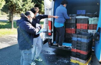 Controles Carreteros en La Araucanía Dejan 11.365 kilos de Pesca Ilegal Incautadas