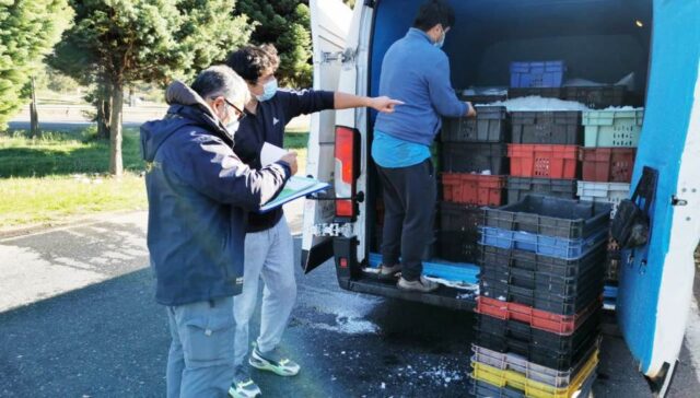 Controles Carreteros en La Araucanía Dejan 11.365 kilos de Pesca Ilegal Incautadas