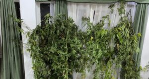 Detienen a hombre que habría disparado contra casa y vehículos en Pitrufquén; incautan droga y armas