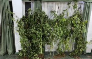 Detienen a hombre que habría disparado contra casa y vehículos en Pitrufquén; incautan droga y armas