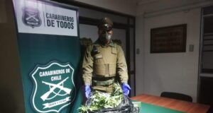 Sacan De Circulación 3.840 Dosis De Marihuana En Perquenco