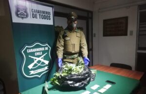 Sacan De Circulación 3.840 Dosis De Marihuana En Perquenco