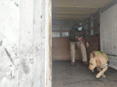 Con can antidroga decomisan más de 7 kilos de pasta base en control carretero en Lautaro