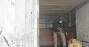 Con can antidroga decomisan más de 7 kilos de pasta base en control carretero en Lautaro