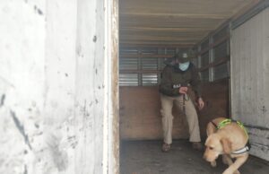 Con can antidroga decomisan más de 7 kilos de pasta base en control carretero en Lautaro