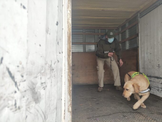 Con can antidroga decomisan más de 7 kilos de pasta base en control carretero en Lautaro