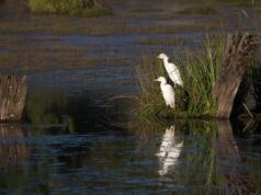 Programa de instalación de islas de anidación da sus primeros frutos para proteger humedal de Huiscapi