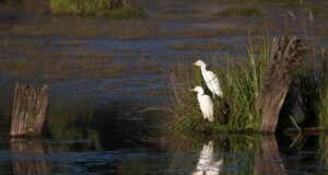 Programa de instalación de islas de anidación da sus primeros frutos para proteger humedal de Huiscapi
