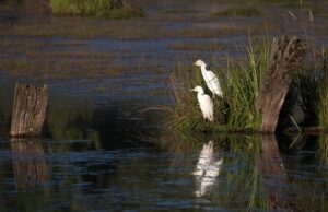 Programa de instalación de islas de anidación da sus primeros frutos para proteger humedal de Huiscapi