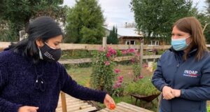 Agricultora de Loncoche se la juega por cultivo de hortaliza oriental