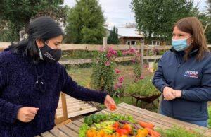 Agricultora de Loncoche se la juega por cultivo de hortaliza oriental