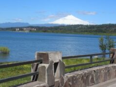 En villarrica trabajan en plan de reforestación de la ribera del lago