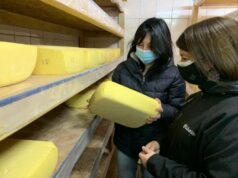 Productora de quesos de Cunco recibe ayuda de INDAP para construir su anhelada sala de proceso