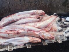 Detectan transporte ilegal de casi 6 toneladas de pescado en La Araucanía