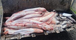 Detectan transporte ilegal de casi 6 toneladas de pescado en La Araucanía