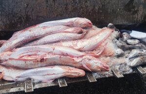 Detectan transporte ilegal de casi 6 toneladas de pescado en La Araucanía