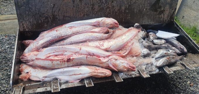 Detectan transporte ilegal de casi 6 toneladas de pescado en La Araucanía